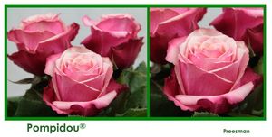 ROSE POMPIDOU 50